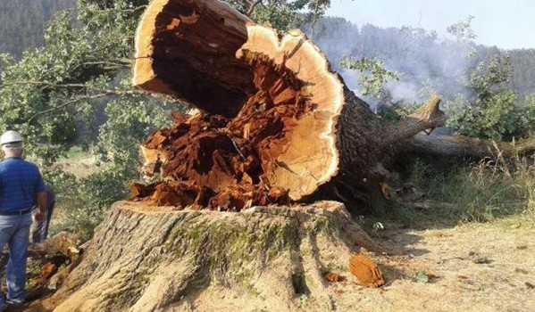 Hrast-zapis-posecen-e1437644085742